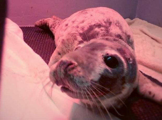 Extremely Sick And Weak Grey Seal Pup Rescued At Corbier Now At The GSPCA GSPCA Guernsey